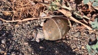 bursa orhangazide patlamamis el bombasi panigi BdsHntmT